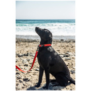 Повідець для собаки Mountain Paws Waterproof Dog Lead