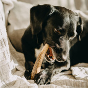 Іграшка для собак Explorer Dog Antler Chew easy