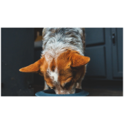 Миска для собаки Ruffwear Basecamp™ Anti-Splash Insert