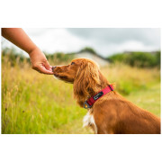 Нашийник для собаки Mountain Paws Extra Tough Dog Collar