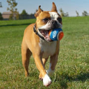 Іграшка для собак Nerf Dog Small Tennis Balls 3 pcs
