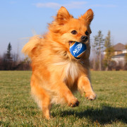 Іграшка для собак Nerf Dog Small Tennis Balls 3 pcs