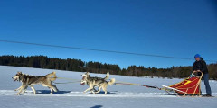 Перегони на собачих упряжках - запальний командний спорт