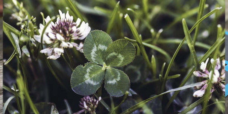 Saint Patrick's Day - спеціально підібрані продукти за вигідною ціною