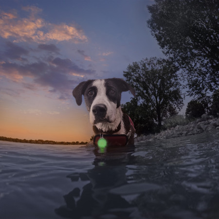 Ліхтарик для собаки Nite Ize SpotLit® Splash™