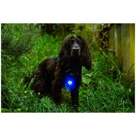 Ліхтарик для собаки Mountain Paws Dog Safety Light