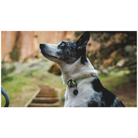 Нашийник для собаки Ruffwear Knot-a-Collar™