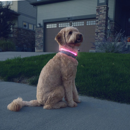 Світловий нашийник для собаки Nite Ize NiteHowl® Rechargeable LED Safety Necklace