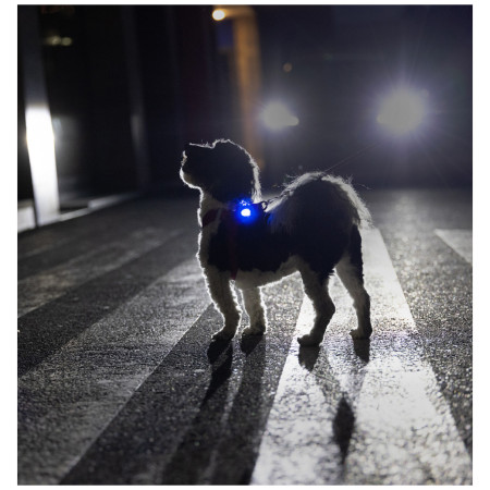 Ліхтарик для собаки Curli Luumi Safety LED Lights rechargeable