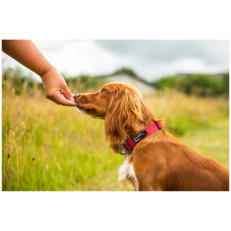 Нашийник для собаки Mountain Paws Extra Tough Dog Collar