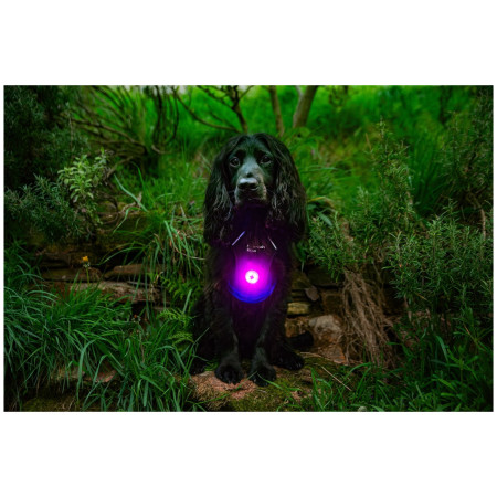 Ліхтарик для собаки Mountain Paws Dog safety light 2-Pack