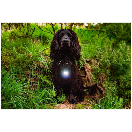 Ліхтарик для собаки Mountain Paws Dog Safety Light