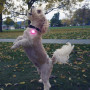 Світловий нашийник для собаки Nite Ize SpotLit Rechargeable Collar Light