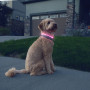 Світловий нашийник для собаки Nite Ize NiteHowl® Rechargeable LED Safety Necklace