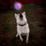 Іграшка для собак Nite Ize Glowstreak LED Ball