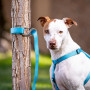 Карабін Nite Ize SlideLock Pet S-Biner