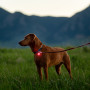Ліхтарик для собаки Nite Ize Spotlit Rechargeable Collar Light - Disc-O Tech