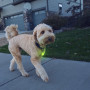 Світловий нашийник для собаки Nite Ize SpotLit Rechargeable Collar Light