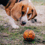 Іграшка для собак Explorer Dog AirBall Tips 8 cm