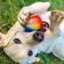 Іграшка для собак Nerf Dog Blaster + Tennis Balls 2 pcs