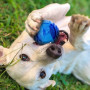 Іграшка для собак Nerf Dog Set Lightning & Sonic