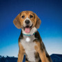 Світловий нашийник для собаки Nite Ize SpotLit Collar Light