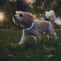 Світловий нашийник для собаки Nite Ize NiteHowl® Rechargeable LED Safety Necklace