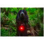 Ліхтарик для собаки Mountain Paws Dog safety light 2-Pack