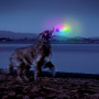 Іграшка для собак Nite Ize Flashflight® Dog Discuit™ LED Flying Disc