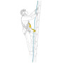 Амортизатор ривка Petzl Asap´Sorber 20cm