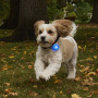 Світловий нашийник для собаки Nite Ize SpotLit Rechargeable Collar Light